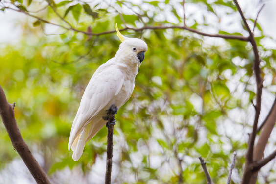 圖中的大葵花鳳頭鸚鵡（Cacatua galerita）與極度瀕危的小葵花鳳頭鸚鵡 （Cacatua sulphurea）在外觀上十分相似。然而，準確區分這兩個物種至關重要——小葵花鳳頭鸚鵡面臨極度瀕危的威脅，需要採取針對性的保護措施。​圖片提供：關朗曦
 